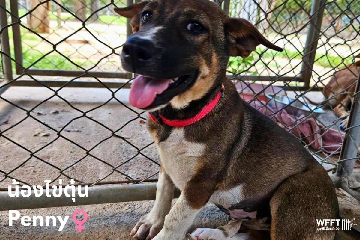 People & Animals Thailand tweet media