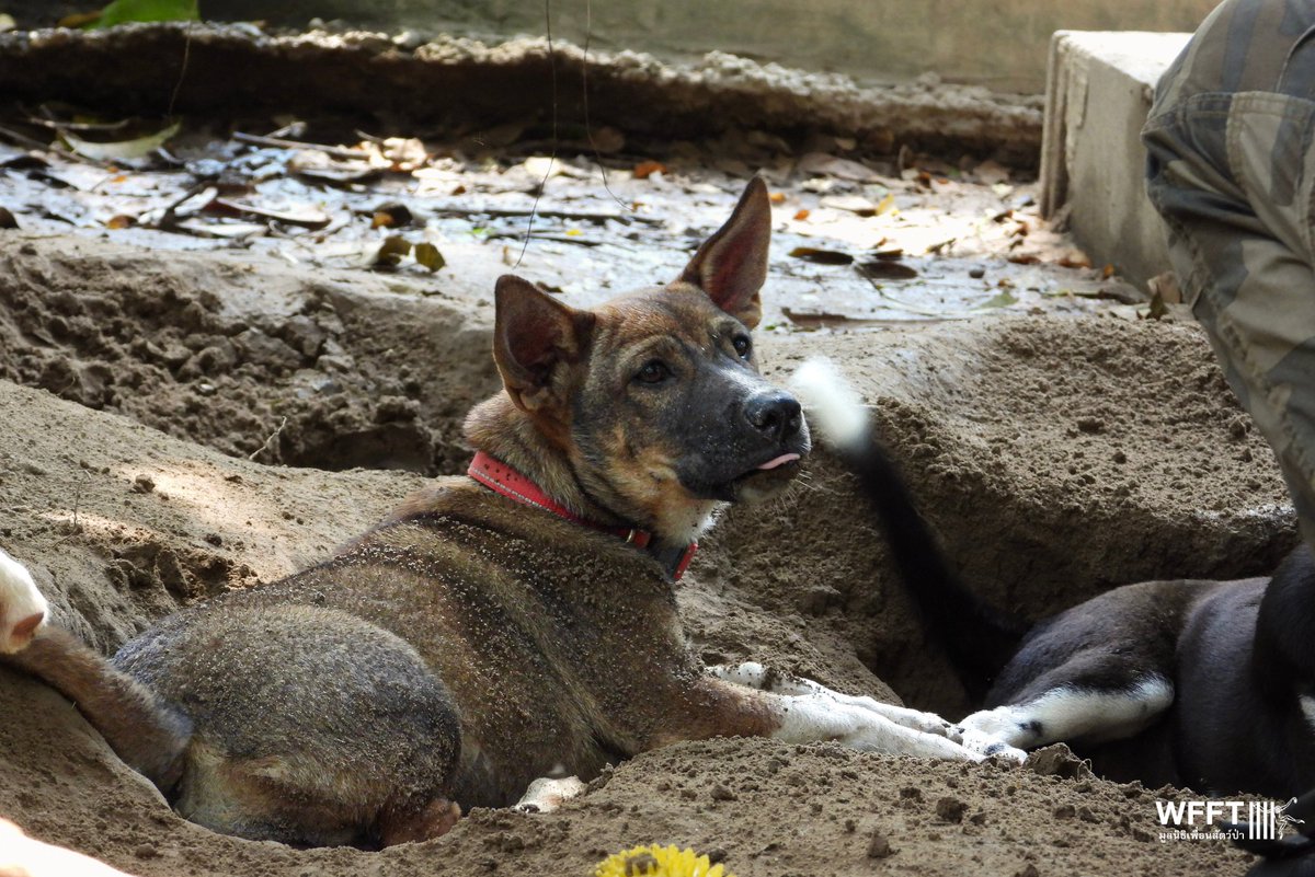 People & Animals Thailand tweet media