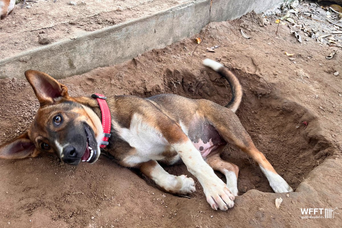 People & Animals Thailand tweet media
