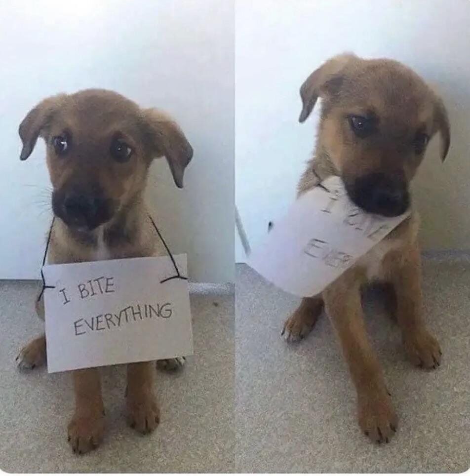WholesomeMeme's tweet photo. https://t.co/bapJPYu6Uv