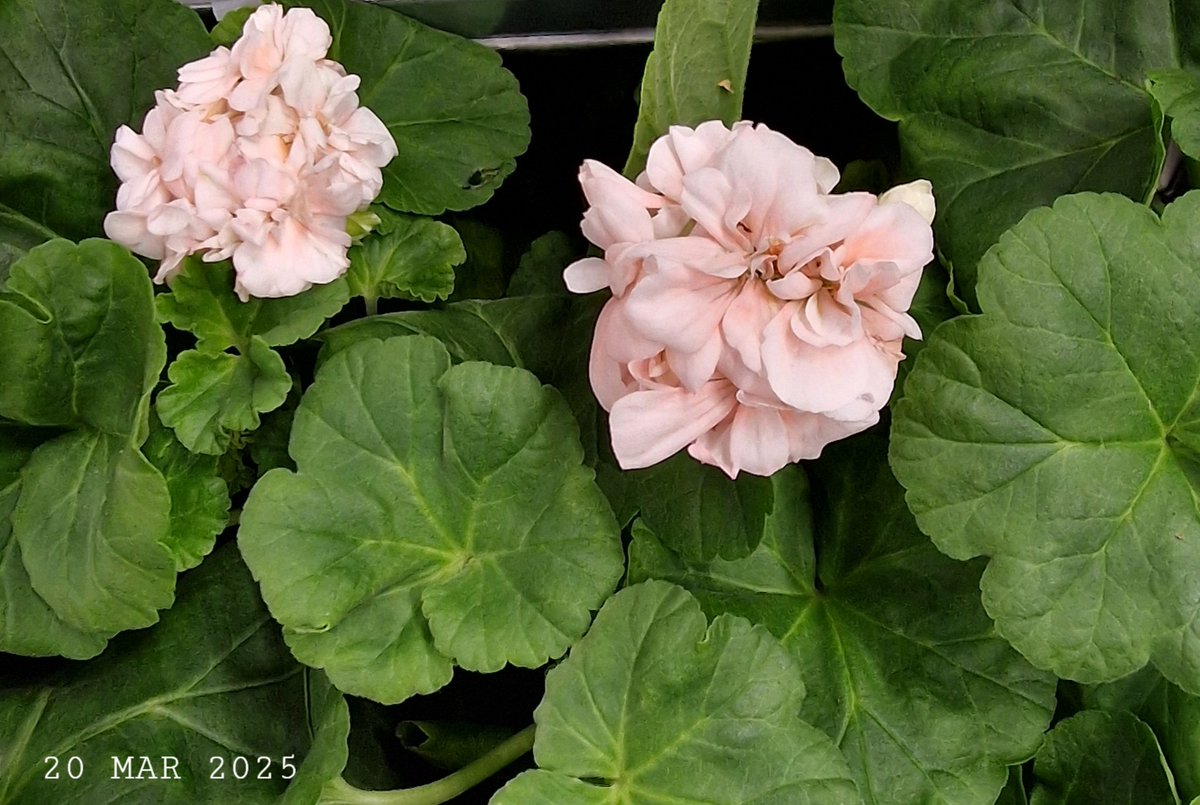 IDadzkov's tweet photo. White zonal geranium. Vit zonalpelargon Mårbacka. Зональная пеларгония белая.
#nature #flowers #ZonalGeranium #zonalpelargon #Mårbacka #potplant #FlowersPhoto https://t.co/WM8w4JnKQr