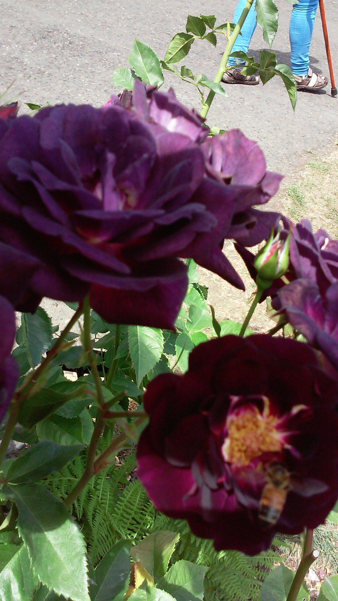 #SomethingBeautiful roses in Portland