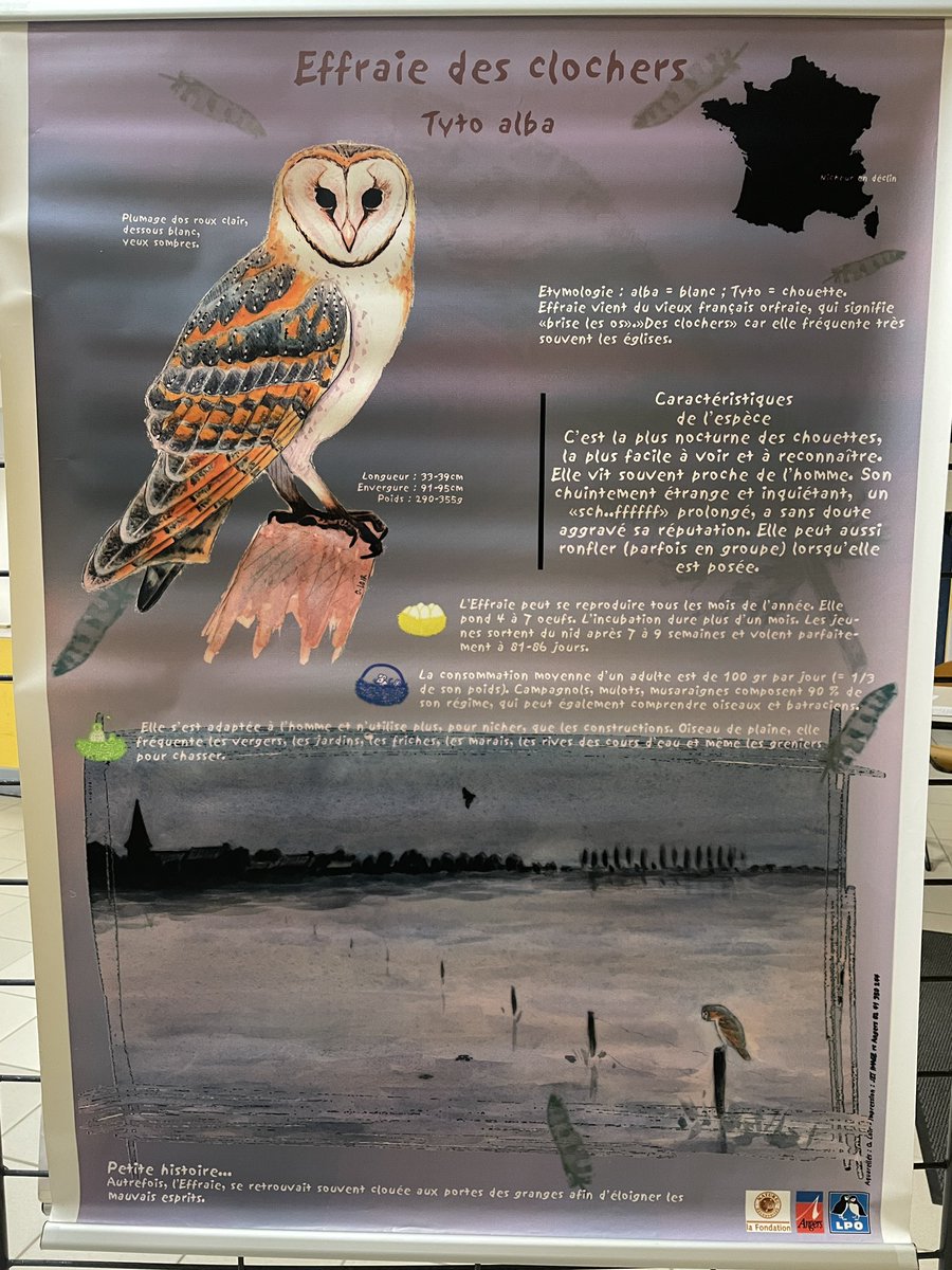 Pier_Etienne's tweet photo. Hier soir, c’était la « nuit de la chouette » à Chaumont🦉 Conférence, exposition et ateliers très intéressants avec la @LPOFrance de Champagne-Ardenne devant un public nombreux et familial sur ces animaux étonnants que sont les #chouettes et #hiboux 🦉 🌙 😊 https://t.co/e4NA3mil0A