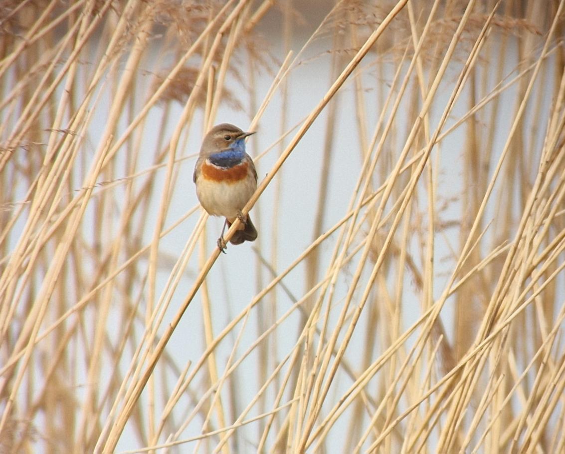 NielsvanPelt's tweet photo. Heerlijk!! #Blauwborst weer terug in @AltenaNet Vanmorgen zong hij ook uit volle #Borst #KornseBoezem @altenatuur @vogelnieuws #Vogelskijken https://t.co/qE6ELTh0AK