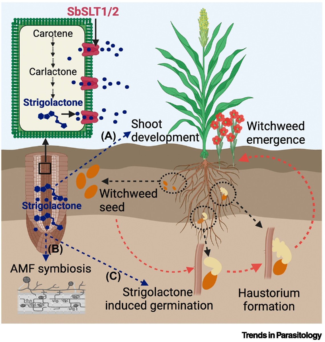 TrendsParasitol's tweet photo. Drs James Westwood & Sukhmanpreet Kaur highlight Jiayang Li, Qi Xie, Feifei Yu & colleagues’ recent @CellCellPress article on suppressing #strigolactone #exudation hides the host from a parasitic plant. #Striga #Witchweed #ABCtransporter #Germination
https://t.co/HVjSBfpXk7 https://t.co/1mTNr0F2ZH