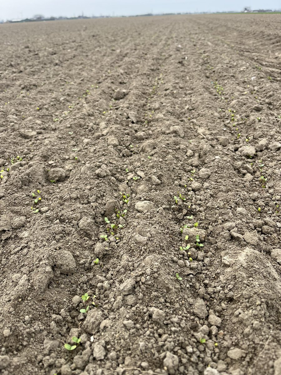 Vlas komt boven andere zaden zijn er bijna