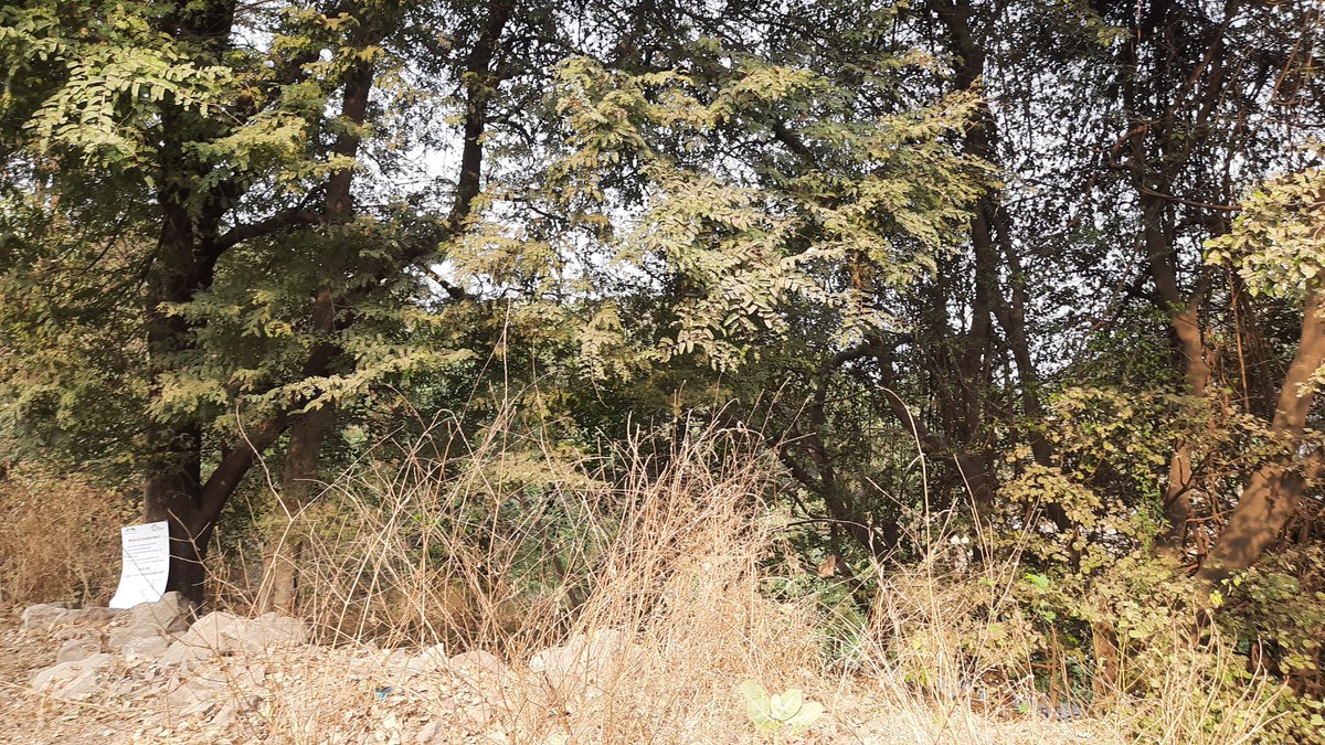 vandymini's tweet image. 🌳Urban treasures like Ram Mula Devrai, #Pune, are more than just greenery, these sacred groves are vital sanctuaries for wildlife &amp;amp; our well-being. Conserve it as a &quot;Community Reserve&quot;.@MahaForest @NaikSpeaks @moefcc @Dev_Fadnavis

#SaveRamMulaDevrai #InternationalDayofForests