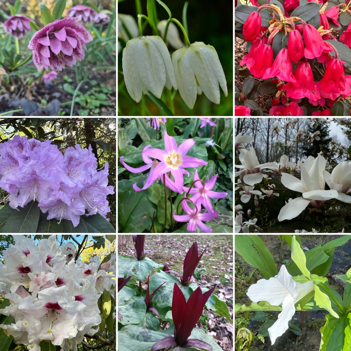 Just a tiny selection of the choice shrubs and bulbs from the gardens at <a href="/EvenleyWoodGard/">Evenley Wood Garden</a> at our previous Fairs. It truly is a remarkable garden &amp; at it's best in Spring; come &amp; see it for yourselves next Saturday, March 29th at this year's brilliant fair

rareplantfair.co.uk/our-fairs-and-…