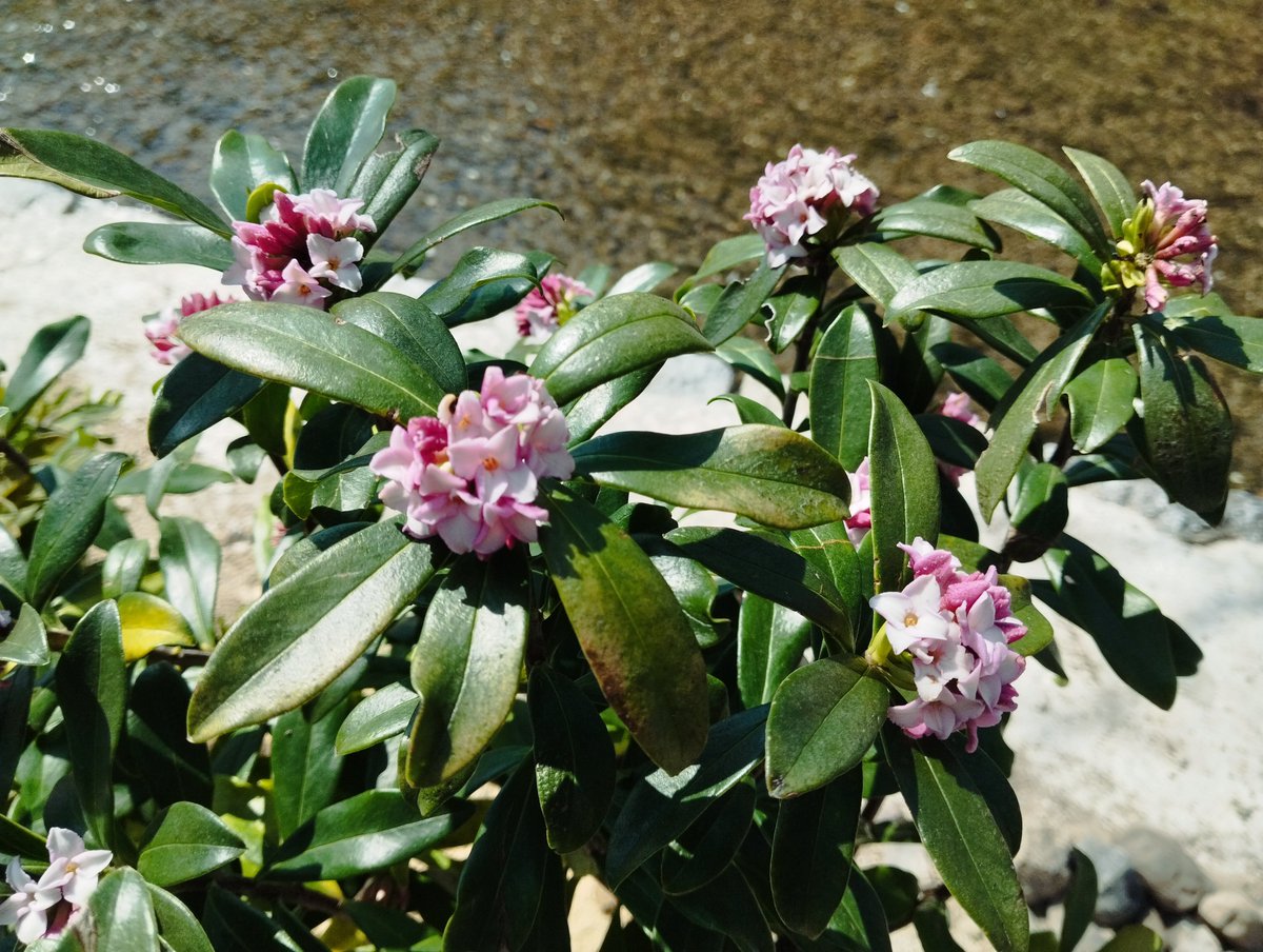 kyototb's tweet photo. ホテル北館前に新たに沈丁花の花が植えられていました。これから毎年春になると沈丁花の良い香りがすると思うととても嬉しいです！ https://t.co/gb5SVZcdVa