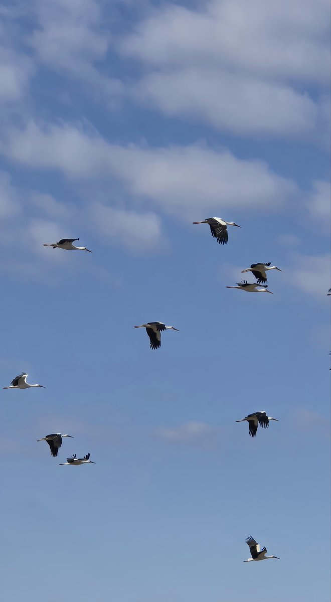 Göksu Deltası leyleklerini uğurladı.