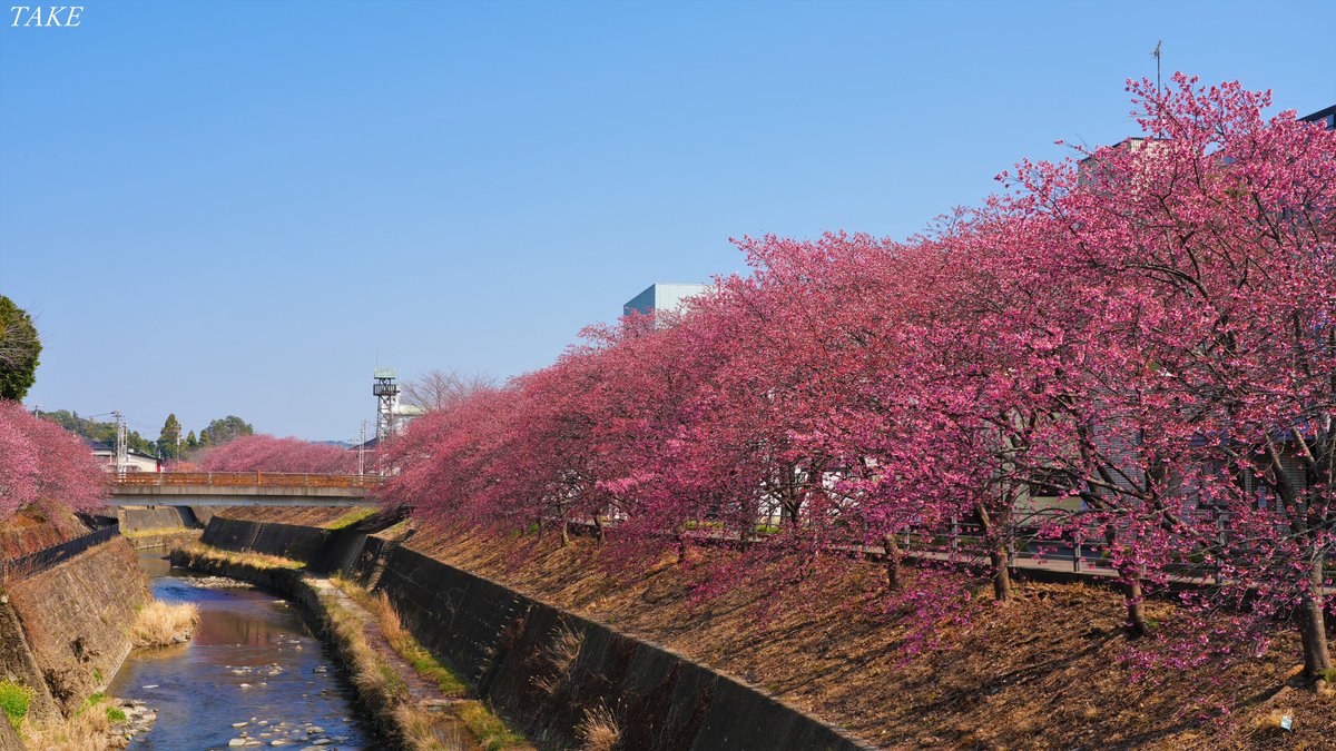 monster636ninja's tweet photo. 静岡県掛川市の掛川城周辺に
掛川桜を見に行って来ました
逆川沿いの両岸が桜色に染まり
とても美しい光景でした🌸🏯🌸 https://t.co/LtcFO91OIc