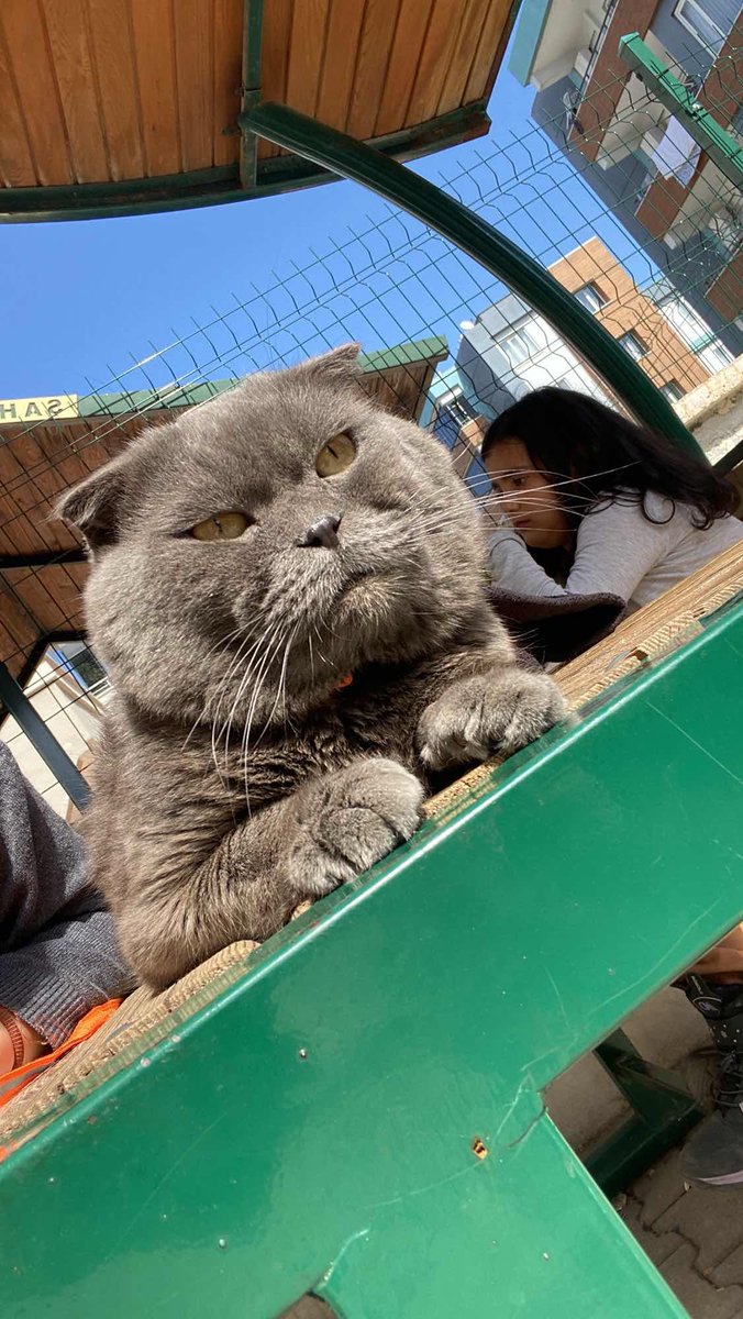 Kayıp İlanı!  
kedim odi kayboldu
Ekleyen: Tülin Ergül
Gaziantep - Şahinbey - Konak
kayiphayvanlar.com/detail/465
#kayıp #kedi #köpek #kayıphayvan #kayıphayvanlar
