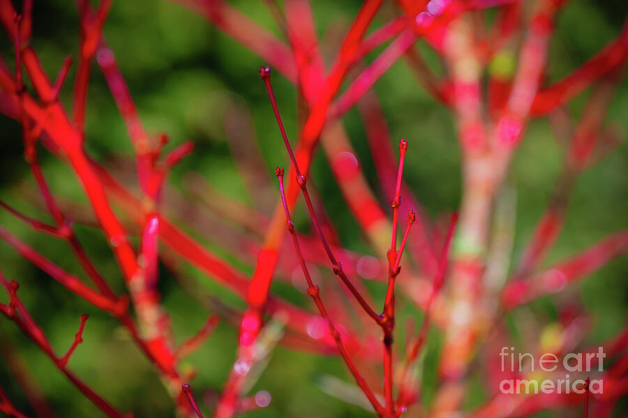 Ros_A_Turner's tweet photo. Close up of vibrant coral red budding branches of a Japanese Acer palmatum Sango-Kaku
#photography #trees #prints #naturalabstract https://t.co/fplcRQkAAh