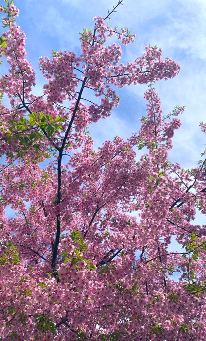 出先で河津桜に会いましたアイスを見つけたので休憩いちごソースが美味しいです 