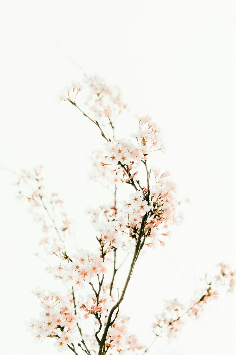 SidhePress's tweet photo. We are sending out the last acceptances (and rejections, boo to us!) this weekend. Please check your inboxes and if you haven´t heard from us by Sunday, please contact us. Thank you to everyone who has sent us their work! #Anthology #Grief #Poetry #CNF📷Jei Lee https://t.co/4vYnhrkQEK