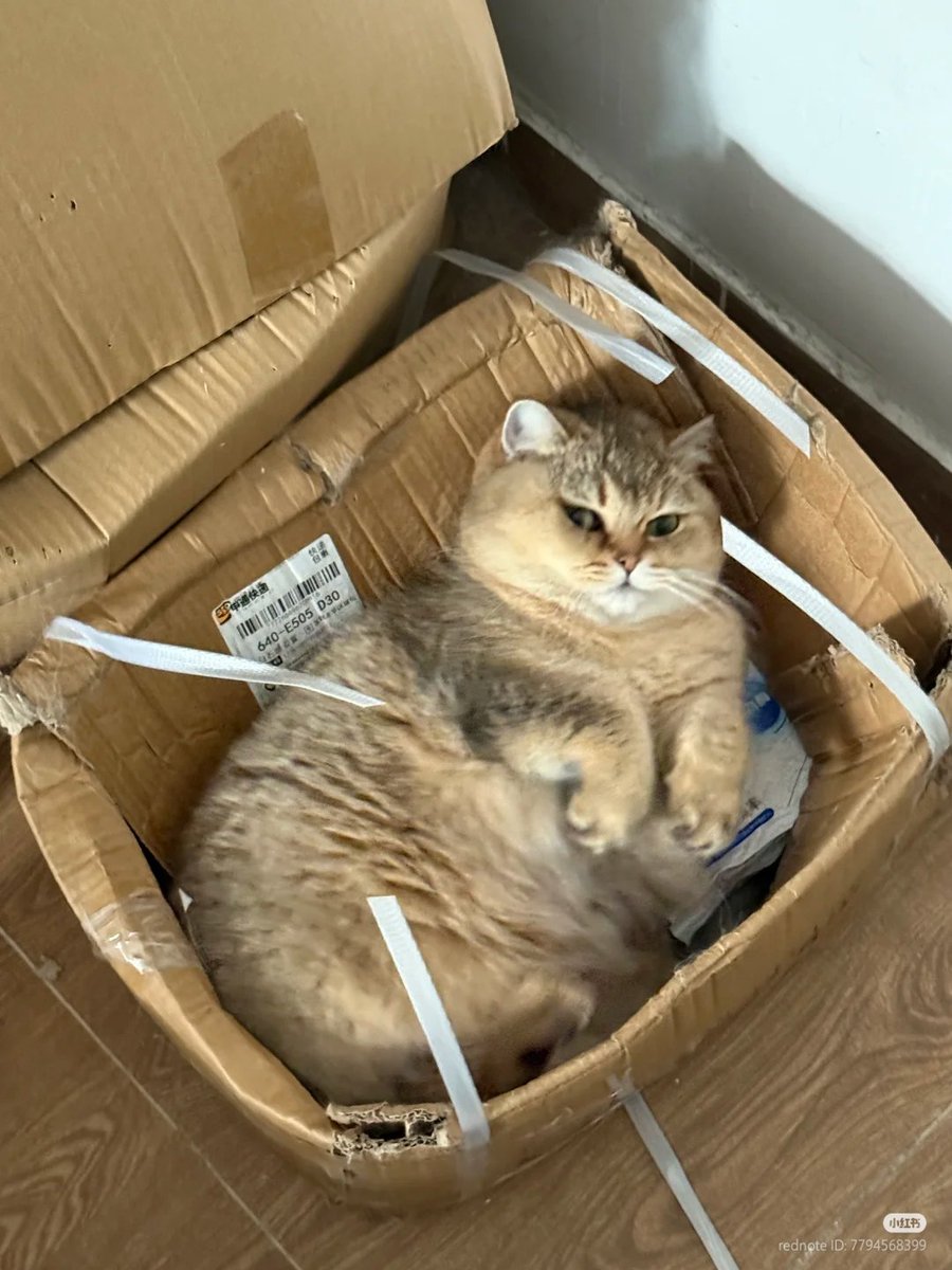 nocontextscats's tweet photo. https://t.co/h5zXzTRh8f