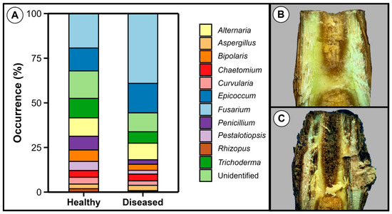 stephenmarek2's tweet photo. A New Root and Trunk Rot Disease of Grapevine Plantlets Caused by Fusarium in Four Species Complexes https://t.co/G2gEnMpbft #mdpijof via @JoF_MDPI https://t.co/FbDvcdds07