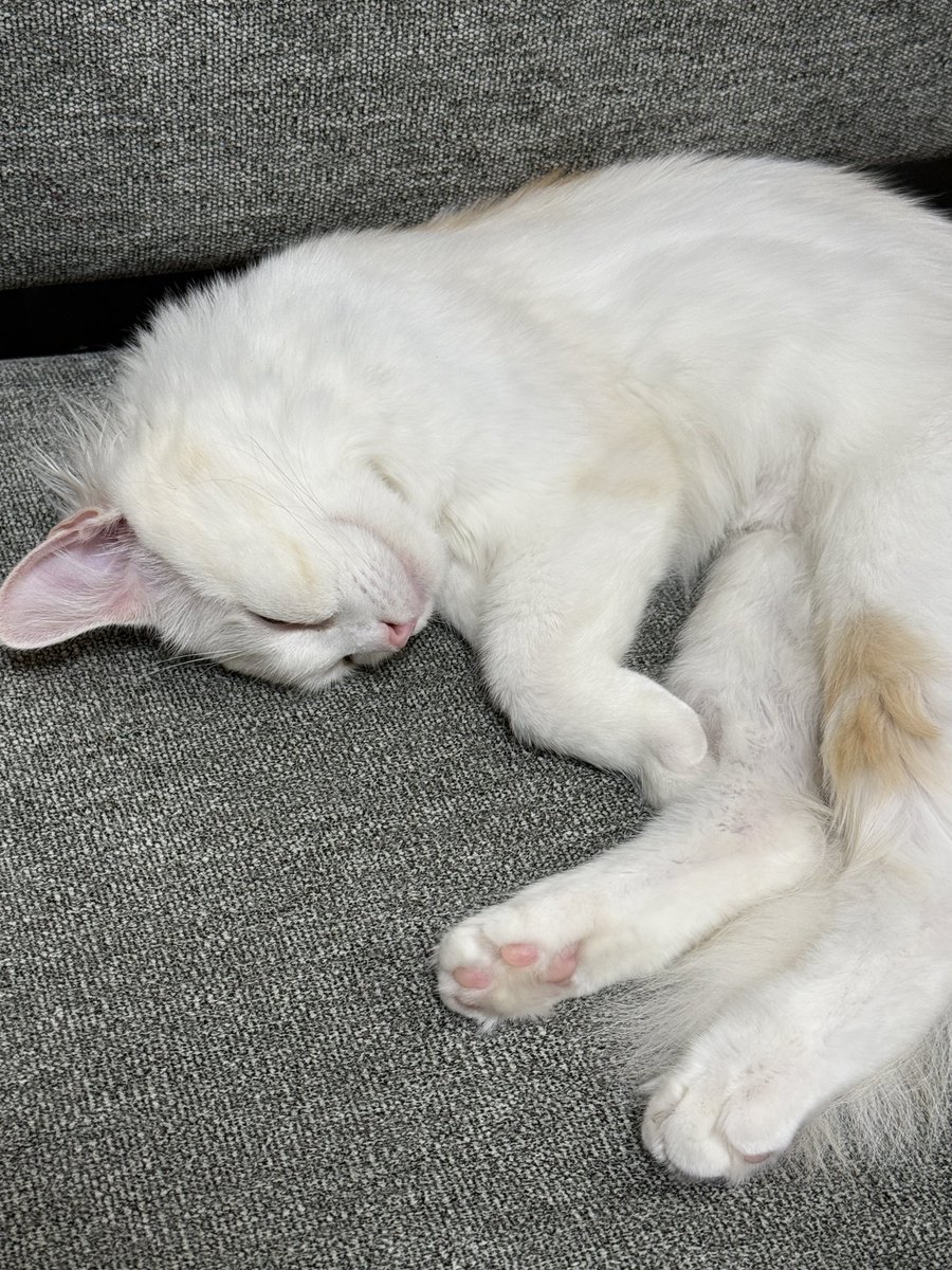 manamikiyota's tweet photo. Our cat’s name is Makna — named after Makna Forest from Xenoblade.
She’s part of our family now🐈 https://t.co/5IsmJdmn9c