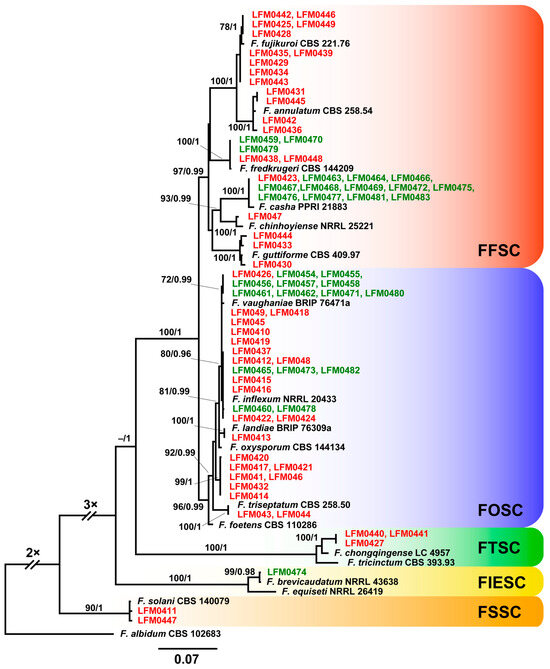 stephenmarek2's tweet photo. A New Root and Trunk Rot Disease of Grapevine Plantlets Caused by Fusarium in Four Species Complexes https://t.co/G2gEnMpbft #mdpijof via @JoF_MDPI https://t.co/FbDvcdds07