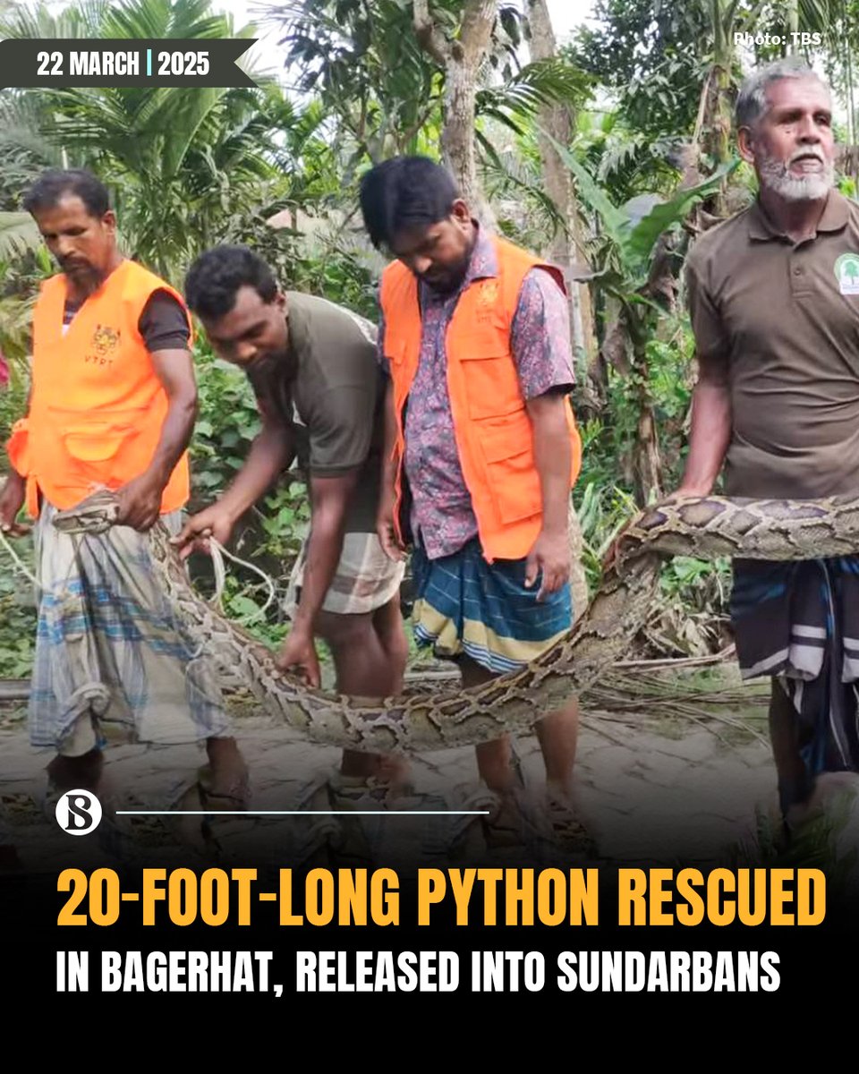 tbsnewsbd's tweet photo. The snake weighing 55 kg was recovered after a search and later released into the Sundarbans with the help of forest guards

Link in Comments

#PythonRescued #Bagerhat #Sundarban #TBSNews https://t.co/XUnMziGZpP