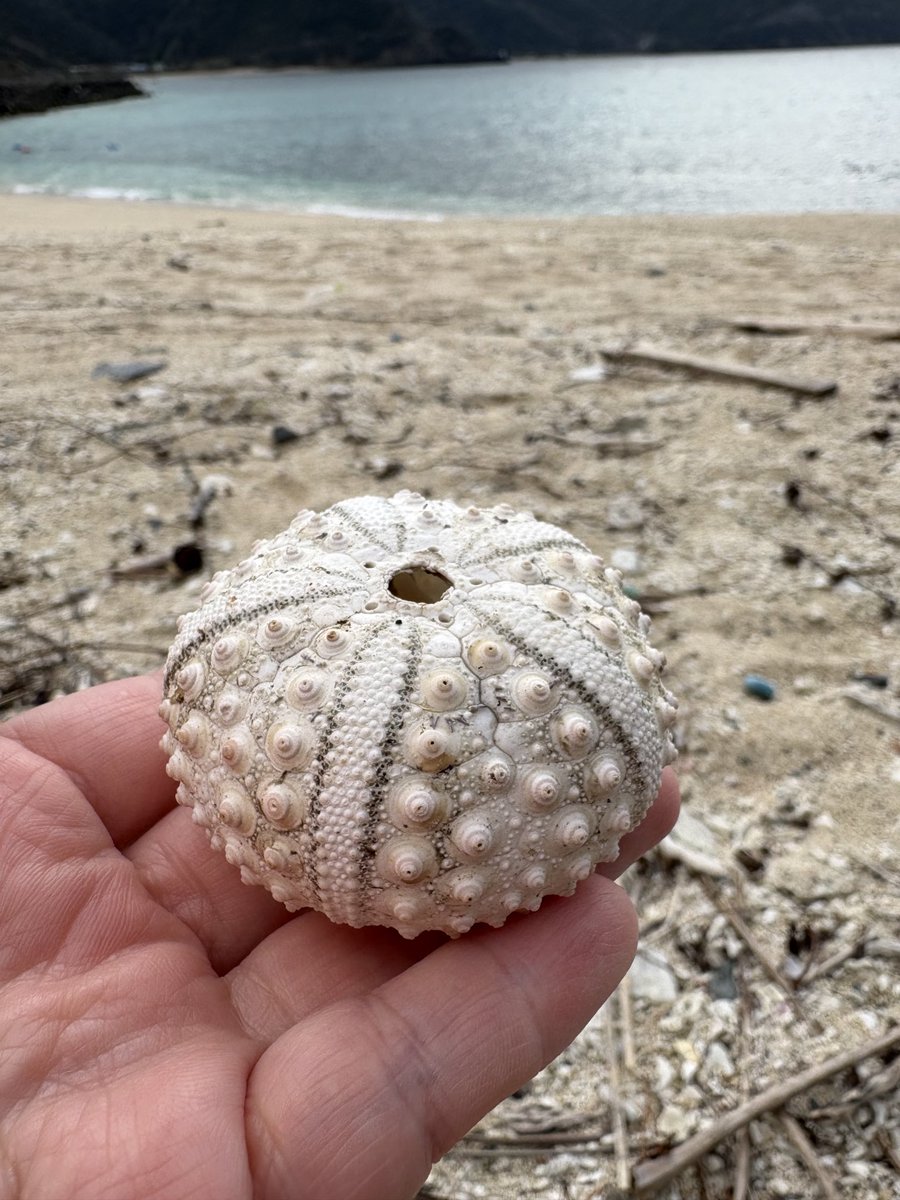 いいウニ！　でかいウニ！