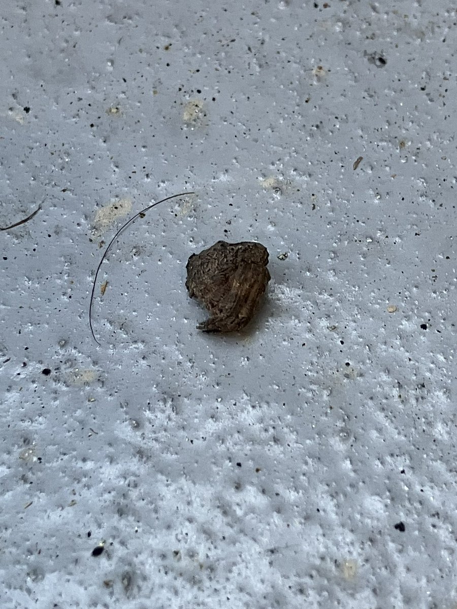 ATechni123's tweet photo. 触ると足が出てきて、しばらくすると足を閉じる謎の虫が。名前分かる方、いませんか？
住宅地のベランダにいました。

#謎の虫 https://t.co/ll93RcXBMl