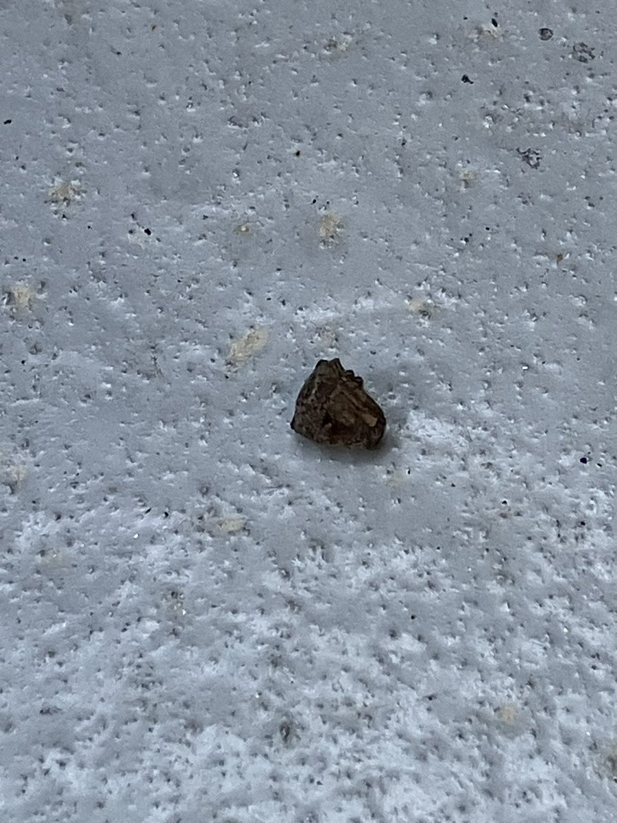 ATechni123's tweet photo. 触ると足が出てきて、しばらくすると足を閉じる謎の虫が。名前分かる方、いませんか？
住宅地のベランダにいました。

#謎の虫 https://t.co/ll93RcXBMl