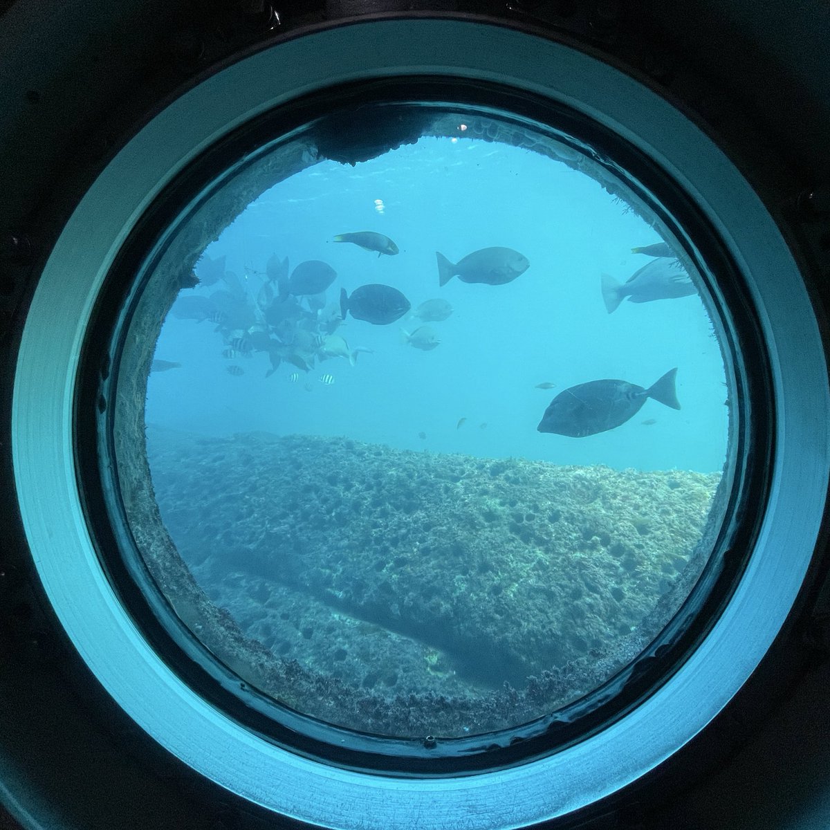 いきもうした！