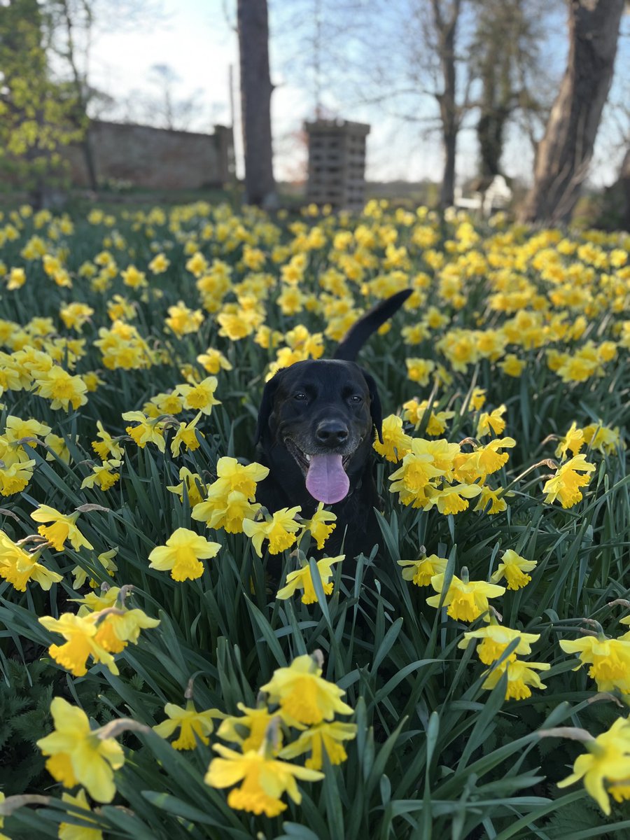 We love spring 🐕‍🦺🐾🐾