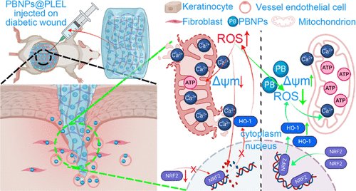 🧪 Thermosensitive Hydrogel with Prussian Blue Nanoparticles promotes diabetic wound healing by scavenging ROS &amp; restoring mitochondrial function!
📅 Discover more at the Global Congress on Sepsis &amp; Wound Care, Aug 18-19 in San Francisco
Join here: sepsis-woundcare.com/registrations.…

#Wound