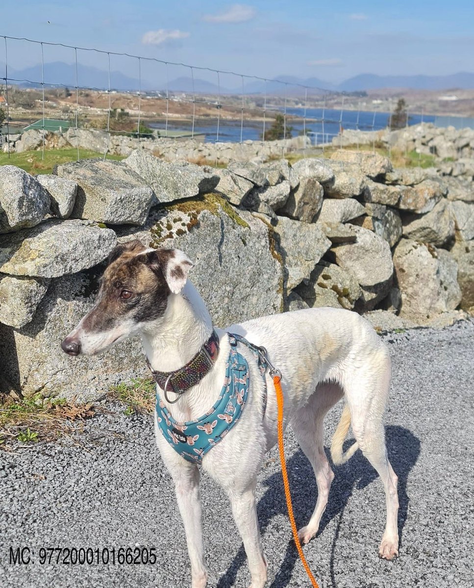 MADRADogRescue's tweet photo. 2 yo gentle, gorgeous Greyhound Buffy is on the lookout for a loving home 🏡

She’s a shy, sweet girl - absolutely adores playing with the dogs here

She’ll thrive with a canine companion 💕🐾

Find out more:👉 https://t.co/JnPs8WUsmO

#AdoptDontShop #RescueGreyhound #Ireland https://t.co/sorgdyv7Q7