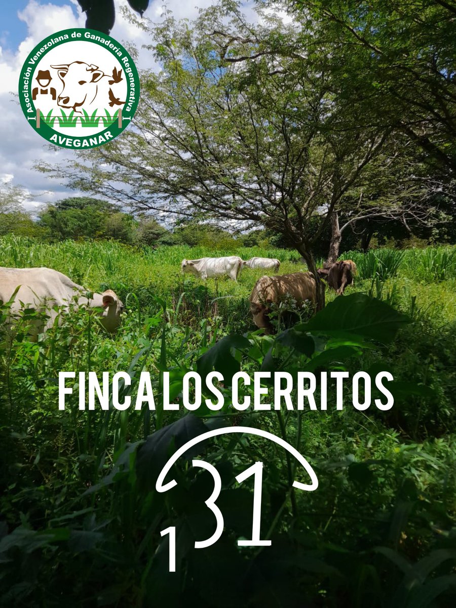 Asociacion Venezolana de Ganaderia Regenerativa tweet media