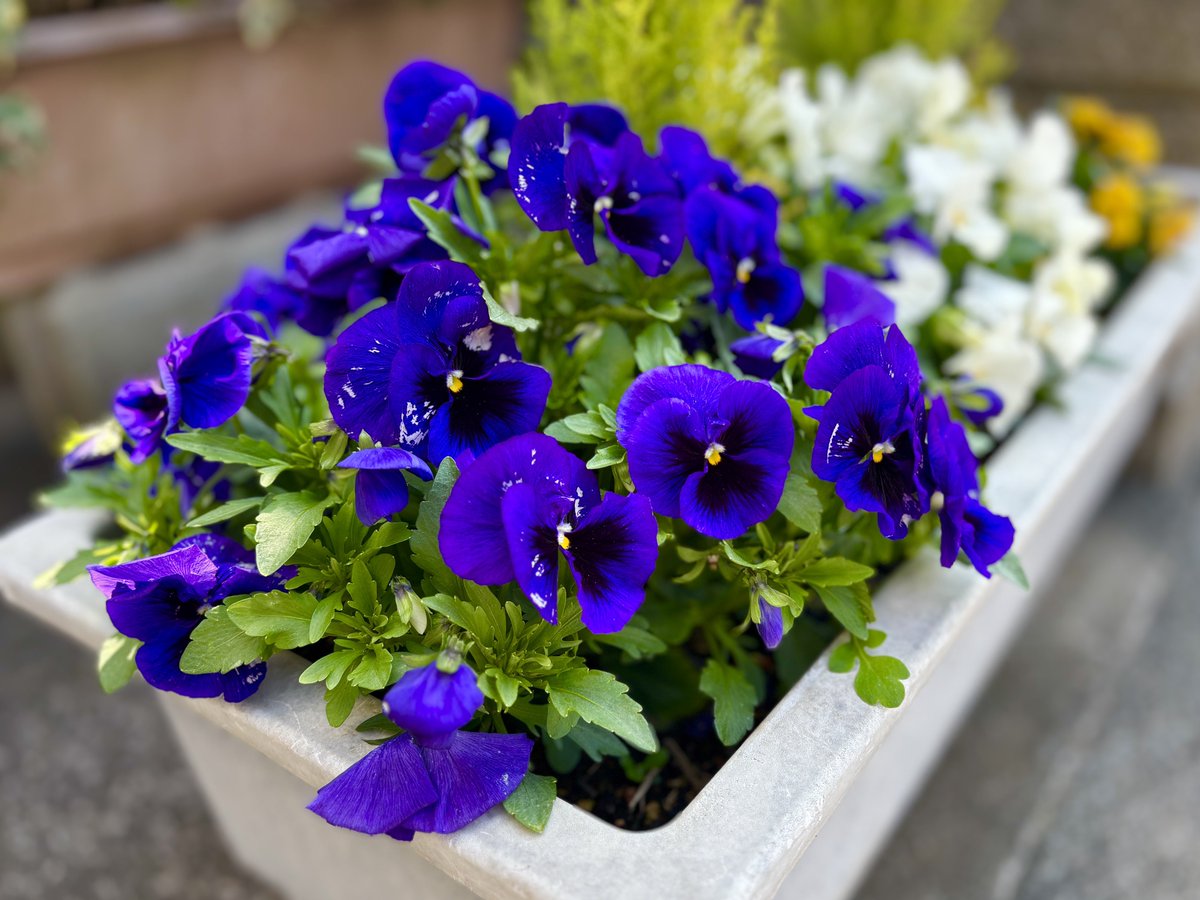 bakunojob's tweet image. これは割とガチで有益なアドバイスなんですけど、
スマホ持ってるならSNSとかショート動画とか見てないで今だけ咲いてる花の写真とかを撮ったほうがいい。