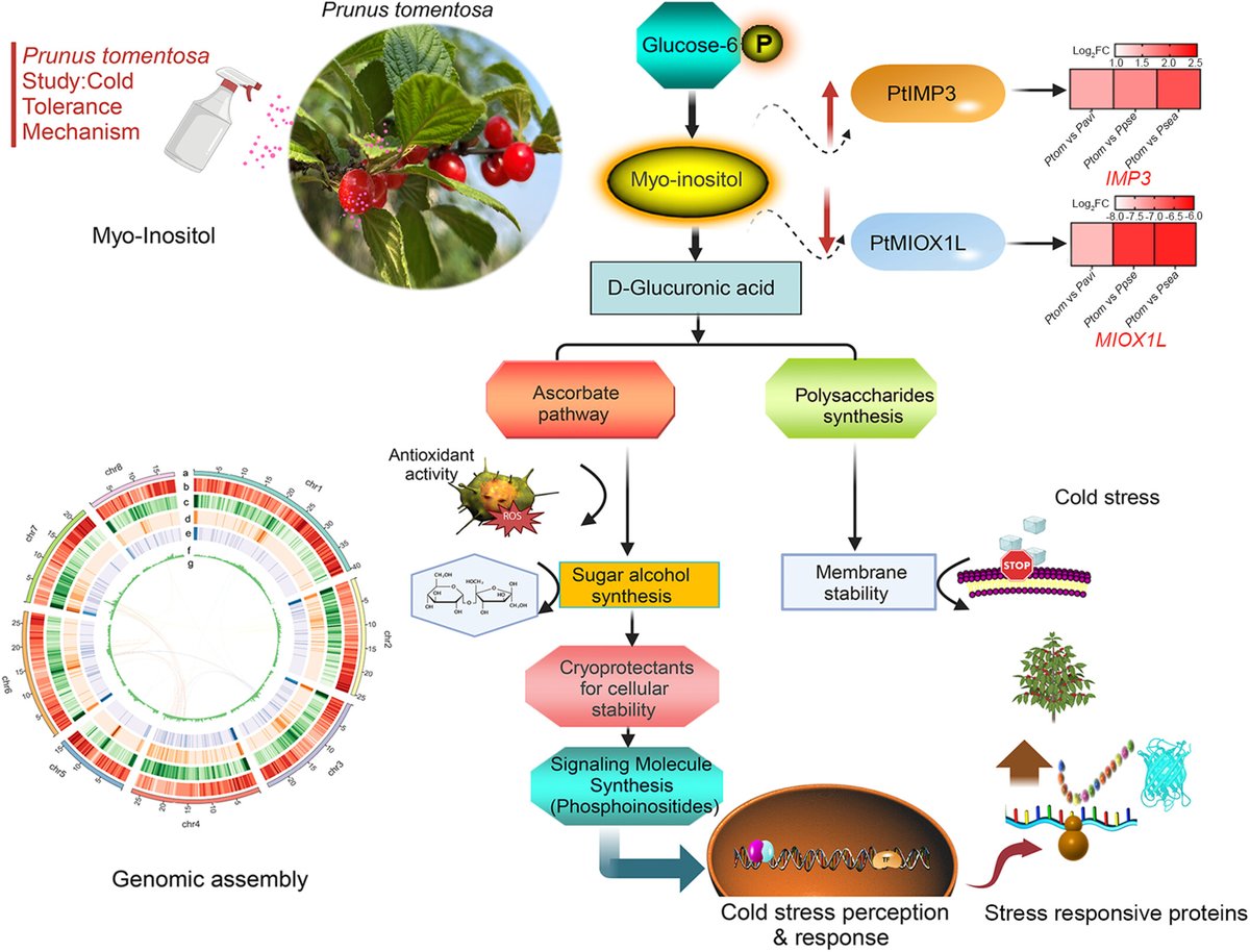iMeta (@imetascience) on Twitter photo New insights into #genome assembly at the #chromosome‐level of Prunus tomentosa in #evolution and cold tolerance onlinelibrary.wiley.com/doi/full/10.10…
#cherry #Bioinformatics #metabolism <a href="/wileyplantsci/">Wiley Plant Science</a> <a href="/wileyinresearch/">Wiley in research</a> New insights into #genome assembly at the #chromosome‐level of Prunus tomentosa in #evolution and cold tolerance onlinelibrary.wiley.com/doi/full/10.10…
#cherry #Bioinformatics #metabolism <a href="/wileyplantsci/">Wiley Plant Science</a> <a href="/wileyinresearch/">Wiley in research</a>