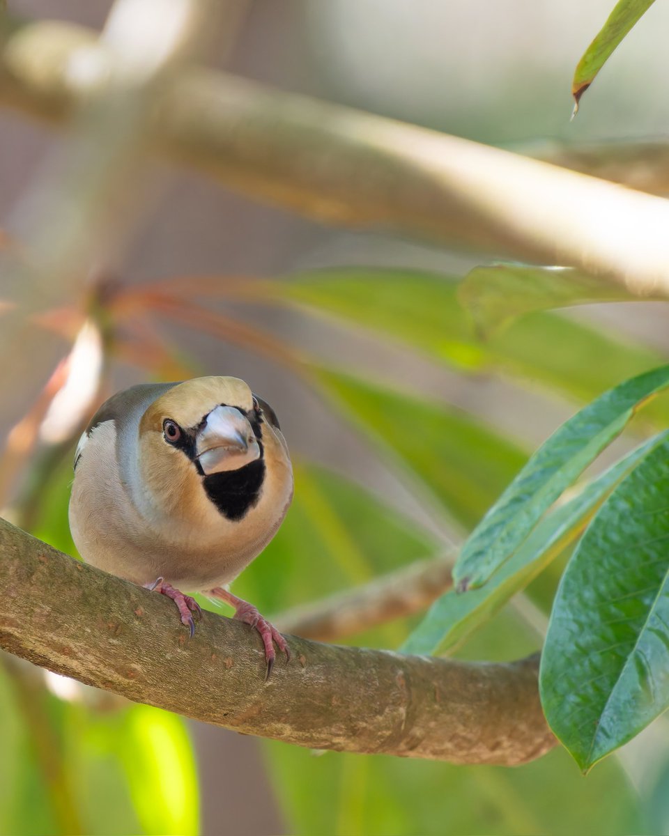 迫力ある💪
 #シメ  #野鳥