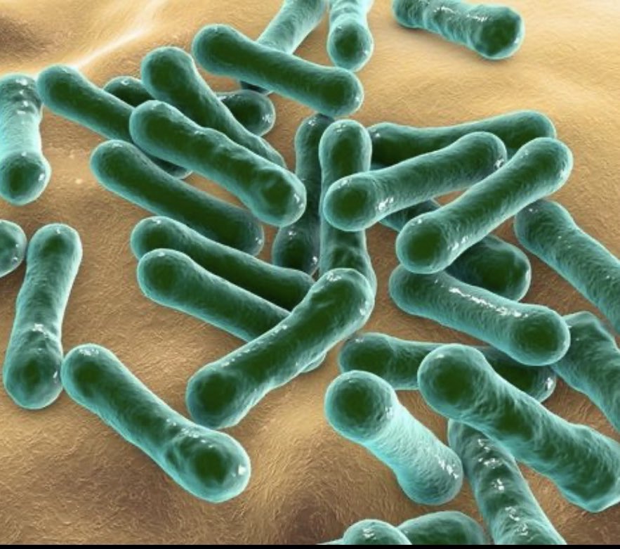 Nick_Delehanty's tweet image. IPAS Centre put into lockdown because of infectious disease outbreak.

“A 19-year-old man from East Africa, tested positive for diphtheria, he has been living in an IPAS facility for around two years.

This is the third case of the deadly bacterial infection,  in Ireland since…