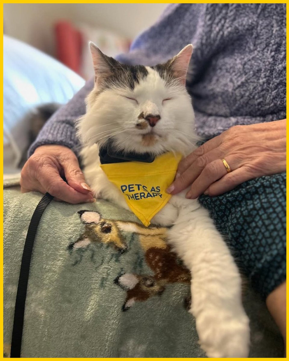 Did you know we have PAT cats too?  Meet one of our wonderful therapy cats based in Suffolk 😺

If your cat is friendly, sociable, calm, and doesn’t mind being stroked or handled then they might make the perfect therapy pet. You can apply  here &gt;&gt; petsastherapy.org/information/fo…