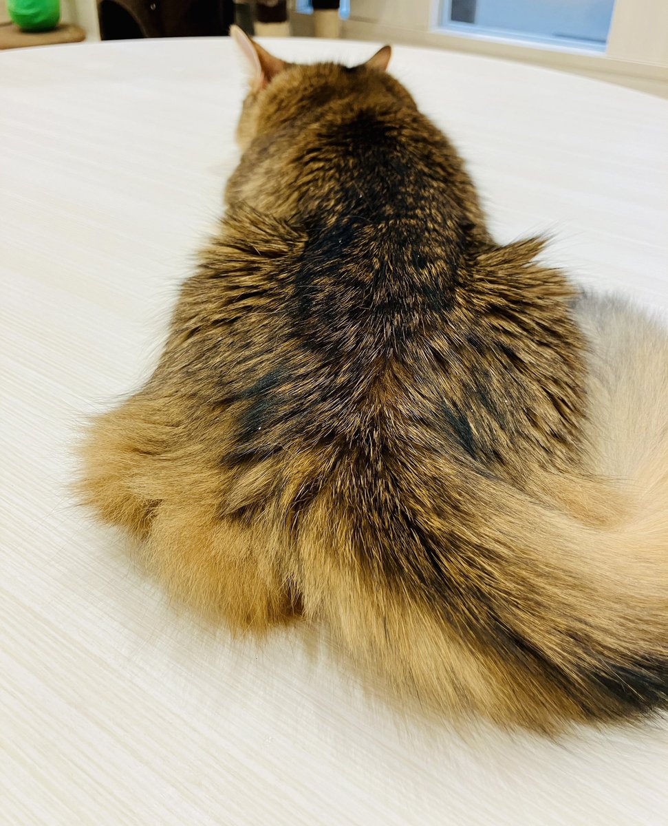 猫がお尻を向けるのは…
#猫カフェ #空陸家 #アクロスモール新鎌ヶ谷