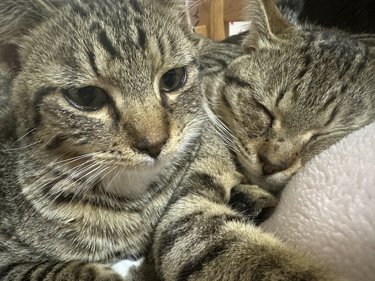 YK_YK_ANIMALs's tweet image. まろくんも五郎丸もベビー顔🍼︎

#猫 #ネコ #キジ猫 #地域猫 #TNR #TNR活動 #動物 #猫がいる暮らし #猫好きさんと繋がりたい #生き物好きさんと繋がりたい
