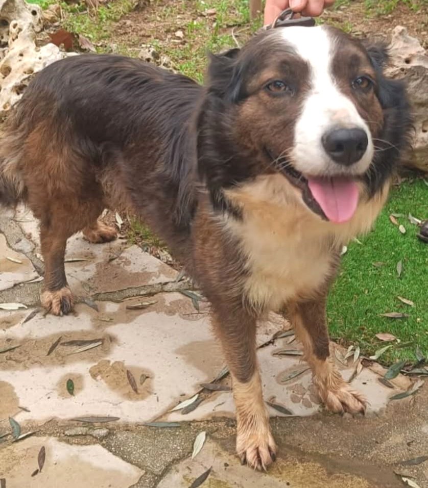 Animals del Maresme 🐾 tweet media