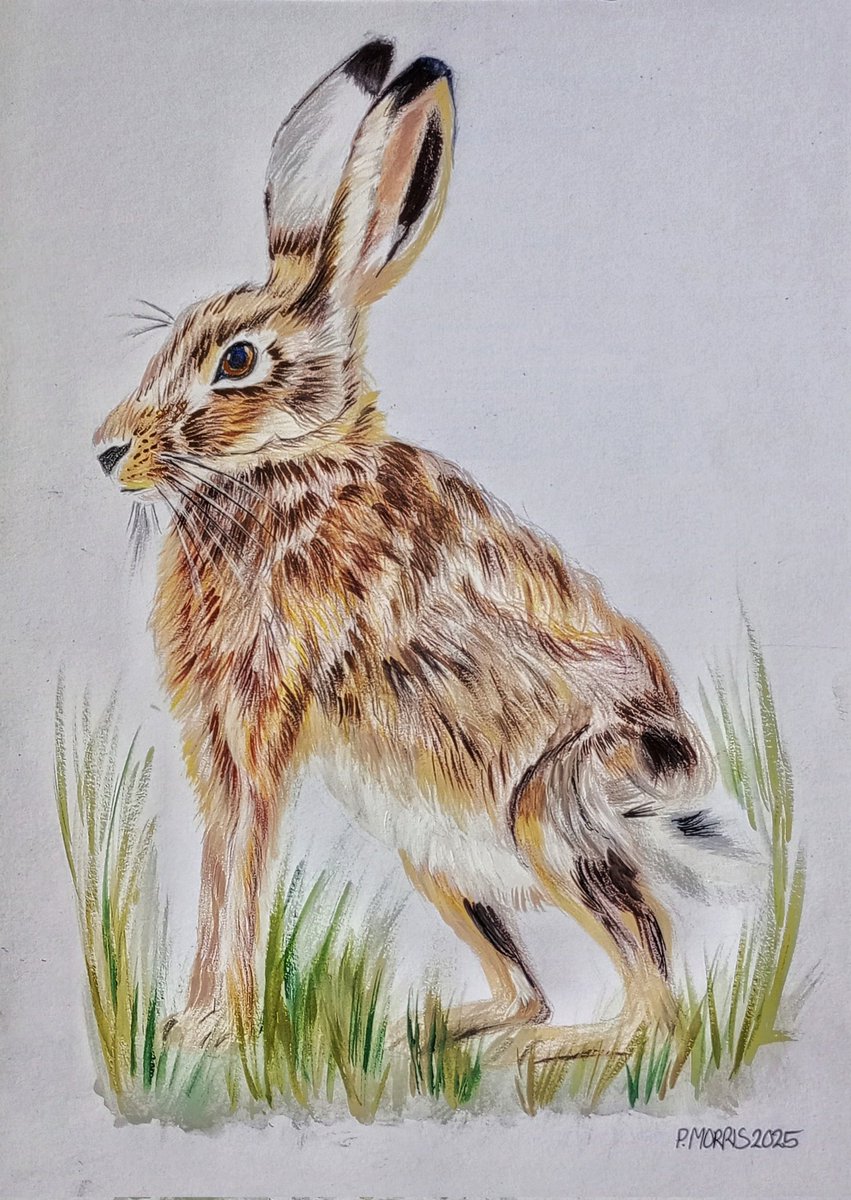 RaggaMog (Morri-Arty)🎨✒️📚 tweet media