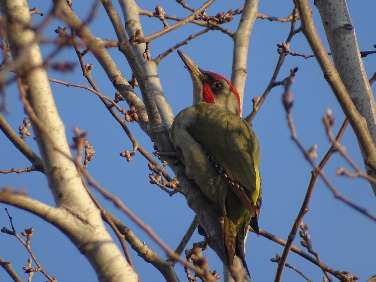 ¿Qué habrá estado haciendo este Pito ibérico? Una pista nos la da la hormiga 🐜 superviviente que pasea por su pico...😅