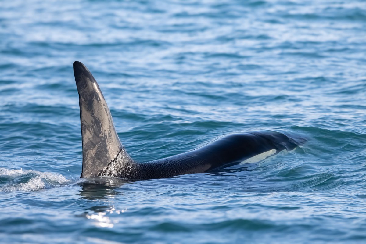 Surface tension.

SN0440 "Lionheart" in Breiðafjörður a couple of weeks ago when I had the most amazing encounter with orcas, humpbacks, sperm whales, and FIN WHALES!

Read more about it on my blog! 
sigrunhelgu.wixsite.com/flukesinfocus/…