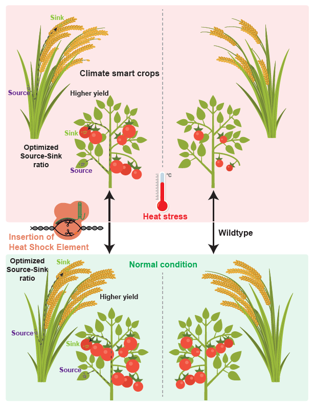 Design of future climate smart crops by engineering heat stress-responsive gene expression #spotlight #MolecularPlant cell.com/molecular-plan…