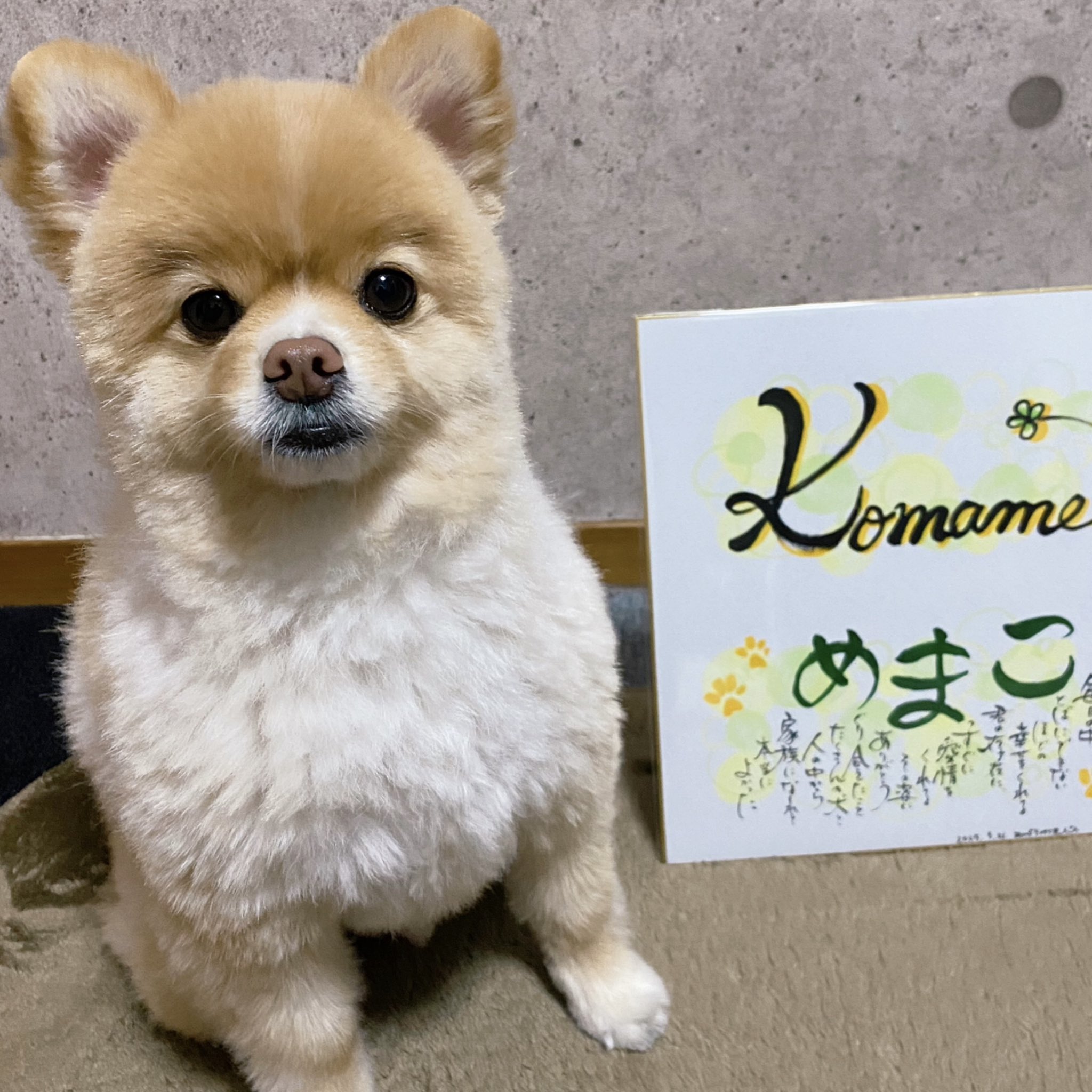 ポメラニアン 】生後60日で驚異の465g！白たぬきポメ登場