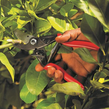 MallettsTruro's tweet image. Spring pruning. Time to give your garden a fresh start. Trim back dead wood, shape shrubs, and encourage new growth for a lush, healthy display. Your plants will thank you! 
#SpringPruning #Gardening #allotment #truro