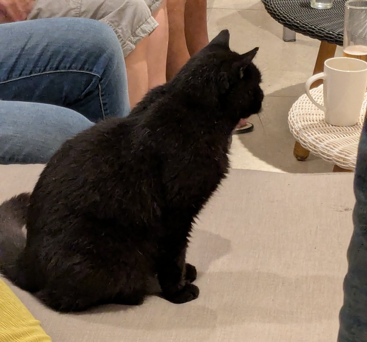 AllkinsDavid's tweet photo. For #cataday the stray black cat that wanders in and out of the Abora Continental hotel in Spain https://t.co/3IjYvUUmr7