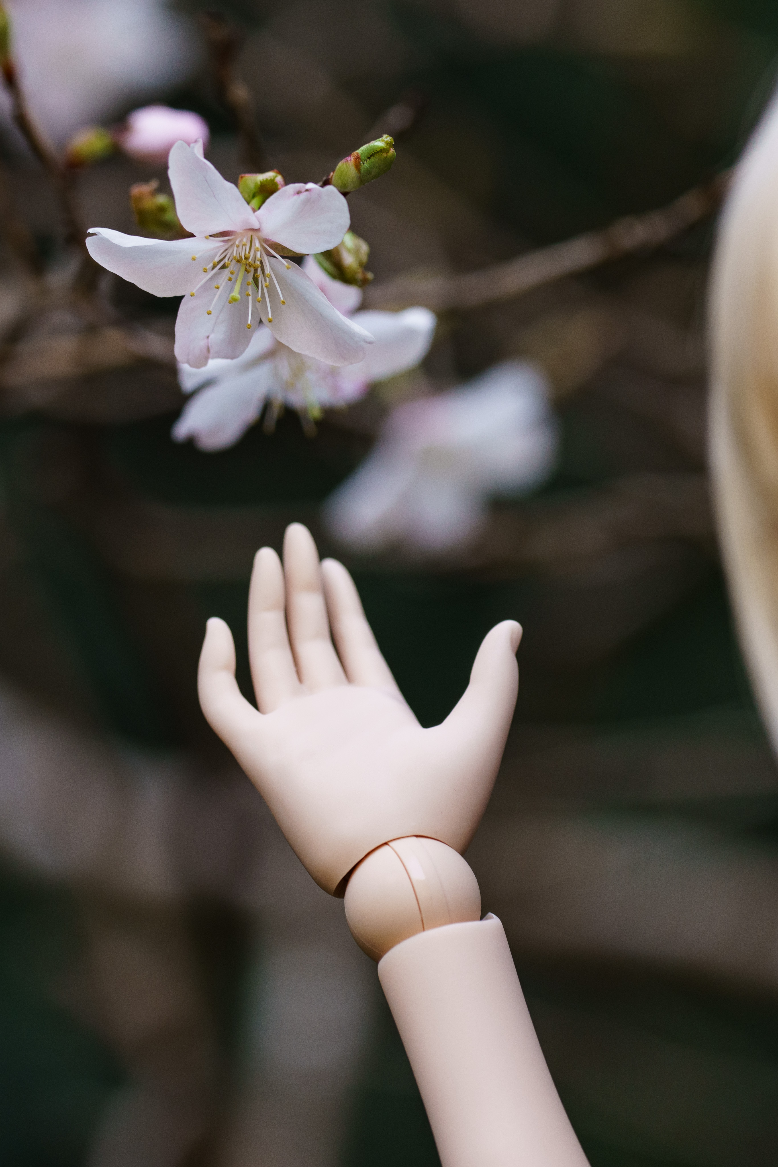 ぬいぐるみ(おかしのおうち) 小さいくまさん – LINE FRIENDS
