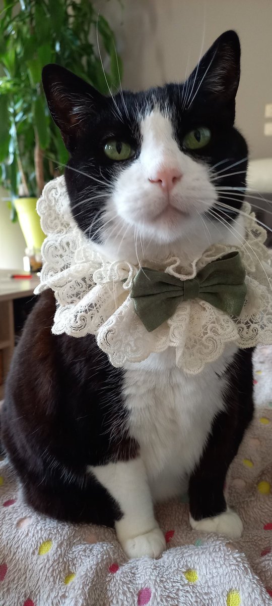 Nina_CatDancing's tweet photo. Nina the Queen of dance
#Cat #tuxedocat #ninadancingqueen #queen https://t.co/5AWoS1fB4d