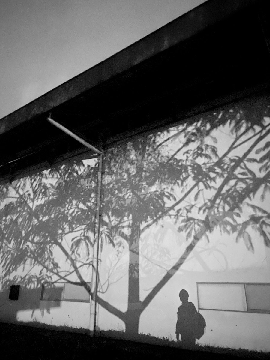 hard bark on the pabrik tree